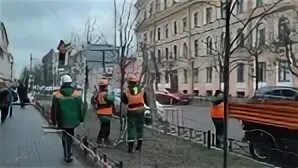 Обрезка деревьев спб