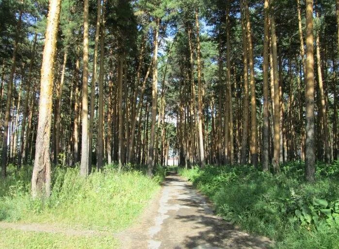 Бугры парк ирбит. Сосновая роща ирбит. Ирбит леса. Ирбит лесной. Авария осинцевское ирбитский.