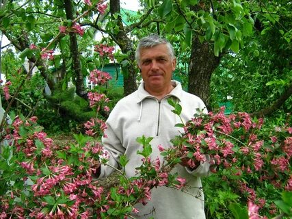 Крылович саженцы