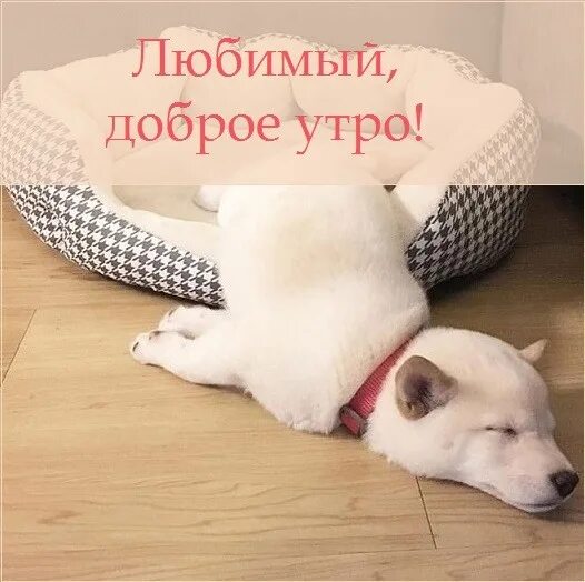 Пожелания исламские с добрым утром. Доброе утро босс. Кружка с днём рождения. Доброе утро начальник. Доброе утро шеф.