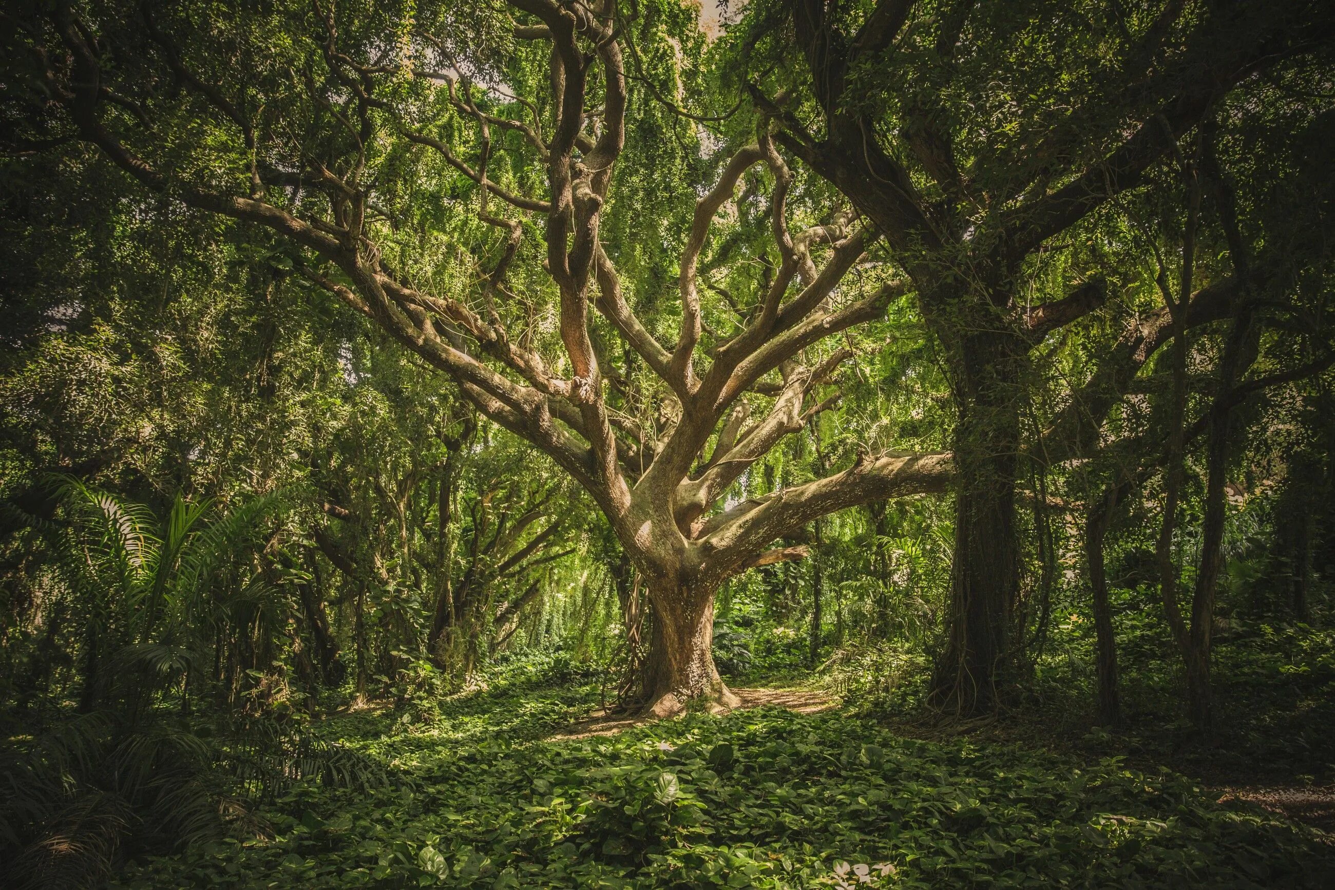 Lots of trees