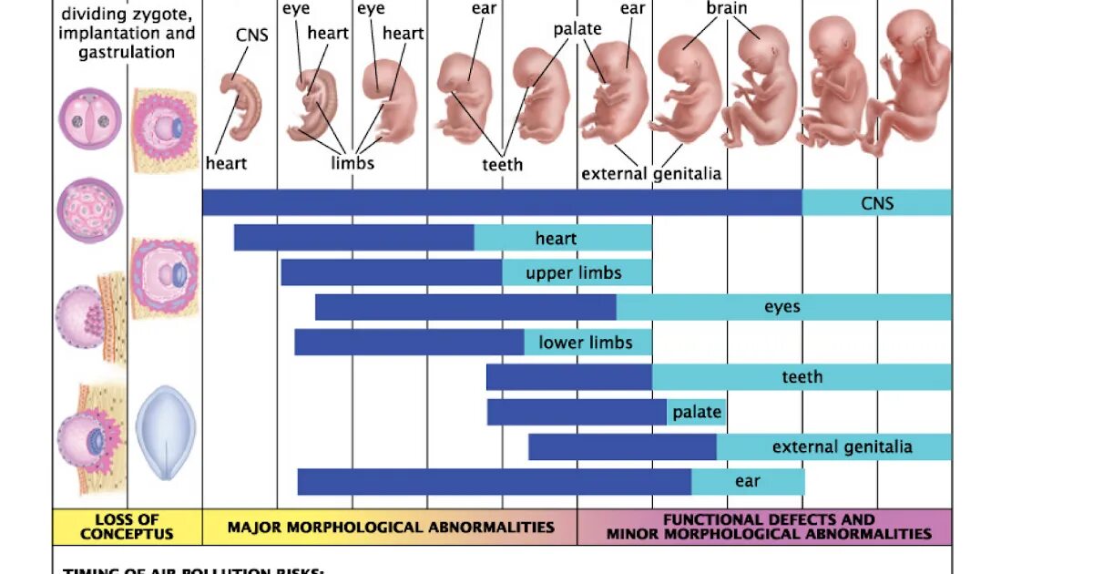 Prenatal period. He critical period of Fetal Development.