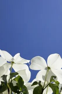 White flower day