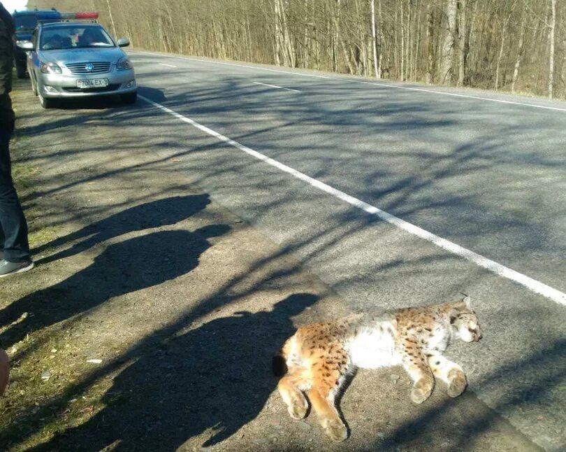 Рысь на дороге. Рыси на дороге. Дикие кошки фото. Рысь охотится на зайца. Рыси на дороге.