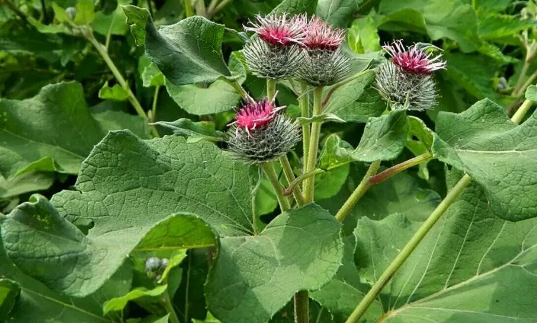 Красный лопух. Репей лопух. Лопух Arctium Lappa. Репейник обыкновенный. Лопух Дубравный Лесной.