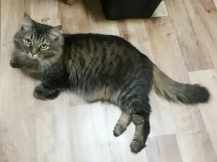Кот васька сибирский