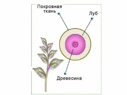 Какая ткань в древесине стебля