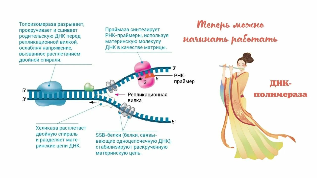 Праймер биология. РНК Праймеры. Биология видеоуроки. Функции РНК праймера.