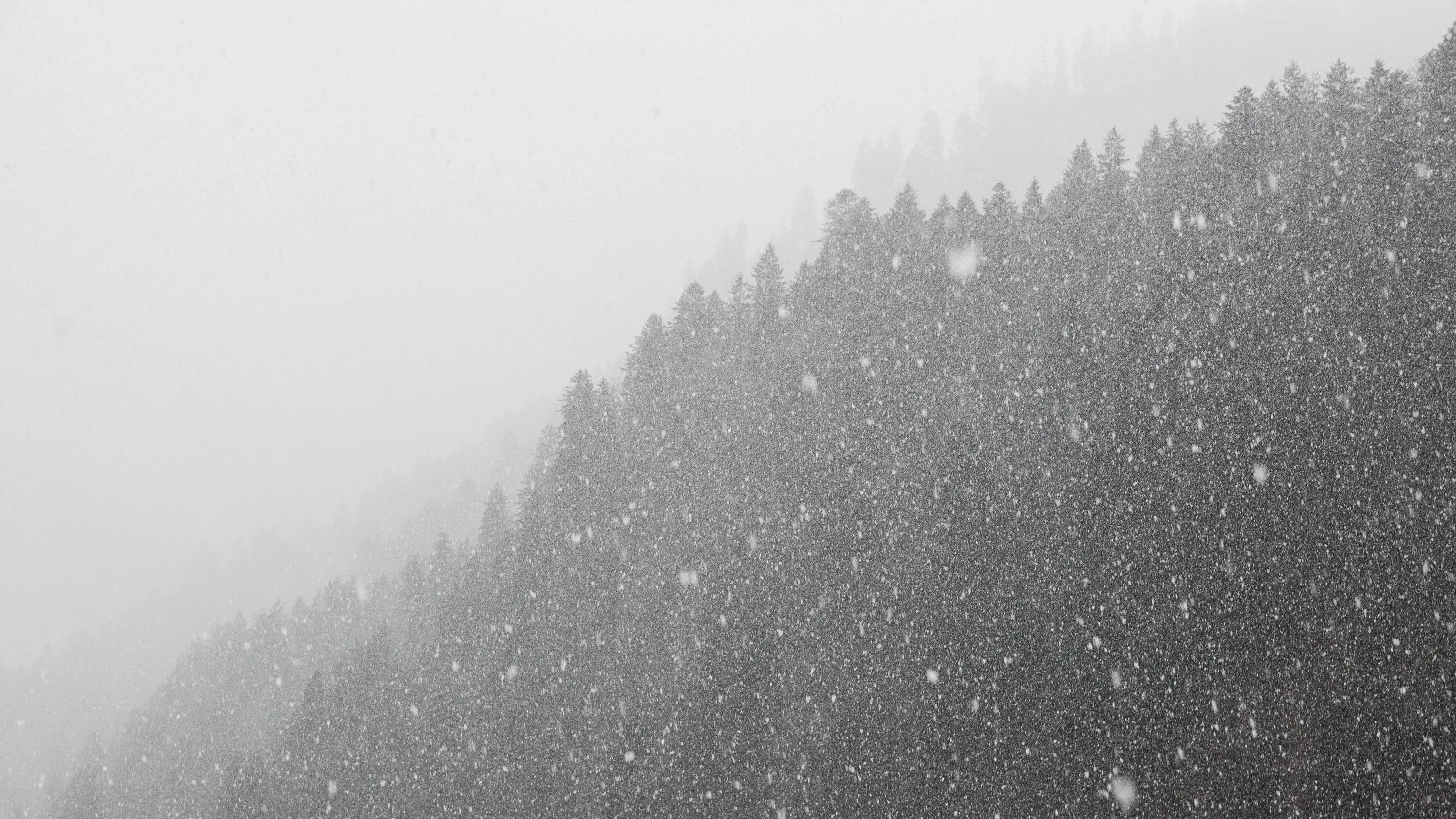 Серый метель. Метель в лесу. Снежная метель. Падающий снег. Сильная метель.