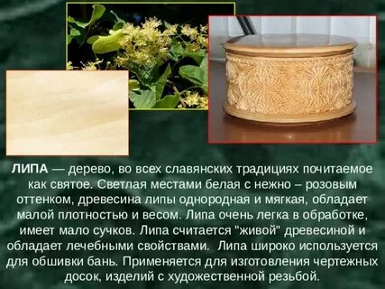 Свойства липы