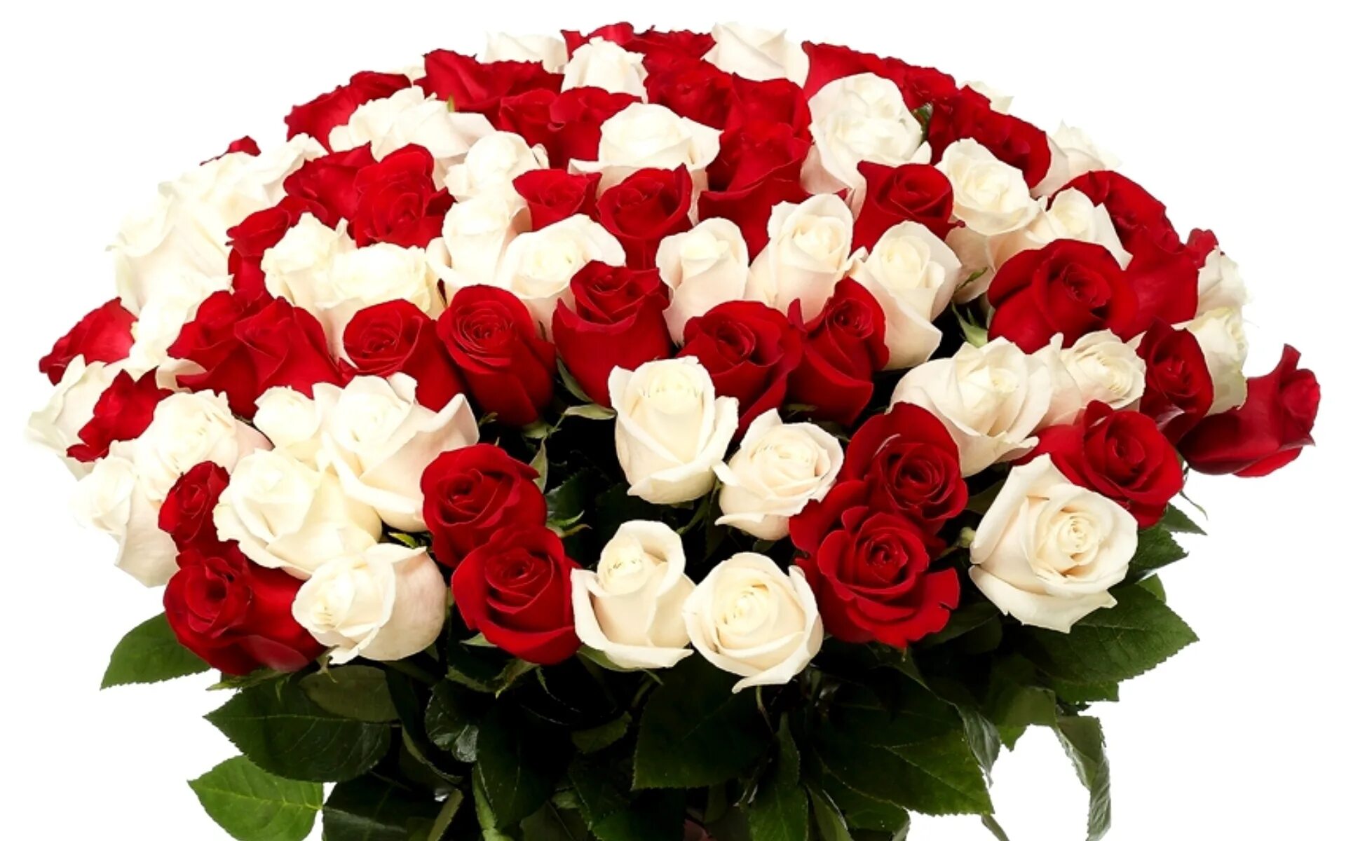 Юбилей большого. Букет роз. Красивый букет роз. Огромный букет. Розы красные и белые.