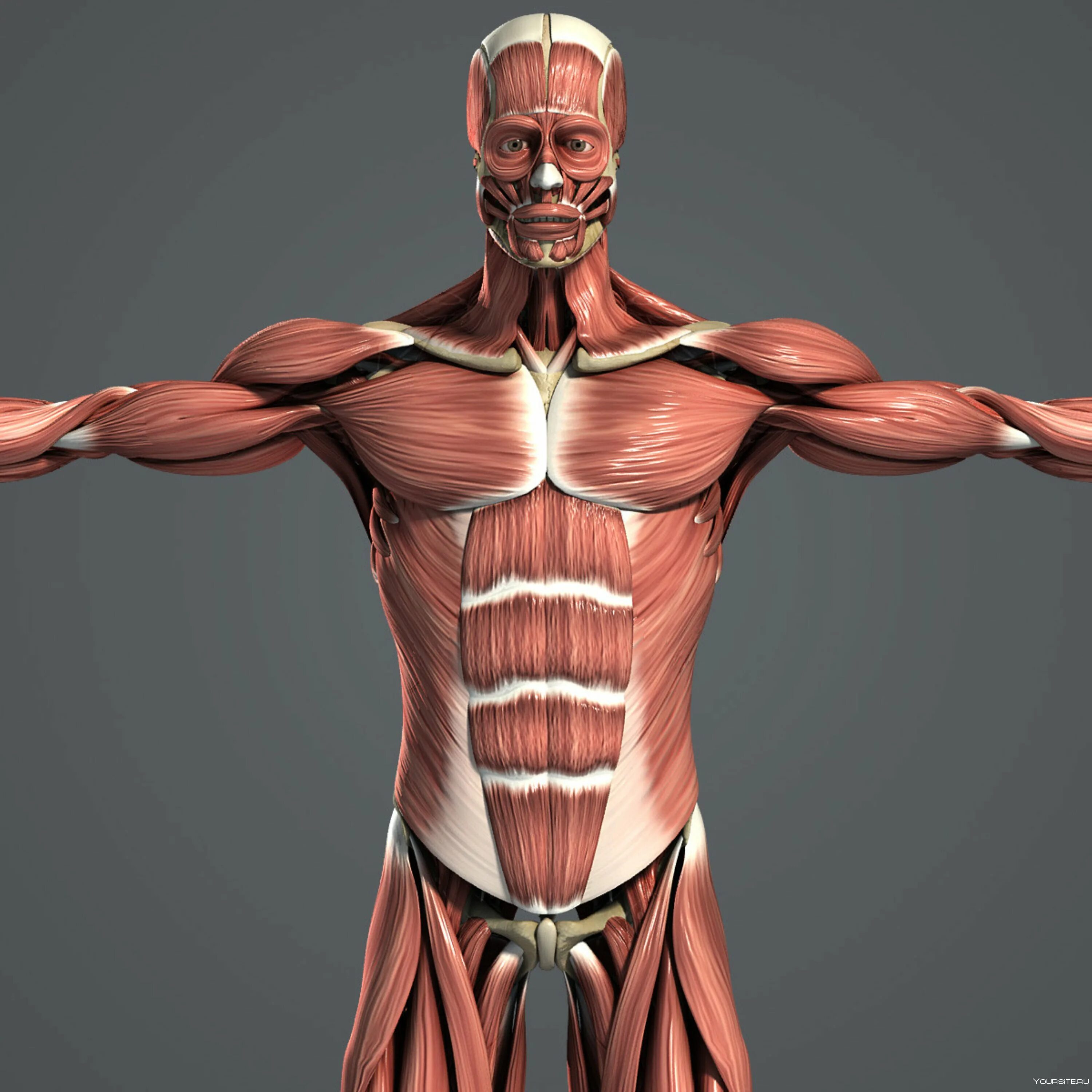 Мышечный скелет. Мышечно-скелетная анатомия 3d. anatomy 3d мышцы. анатомия мышц 3д muscular system приложения. скелет человека с мышцами.