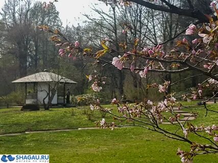 Сакура в ботаническом саду москва