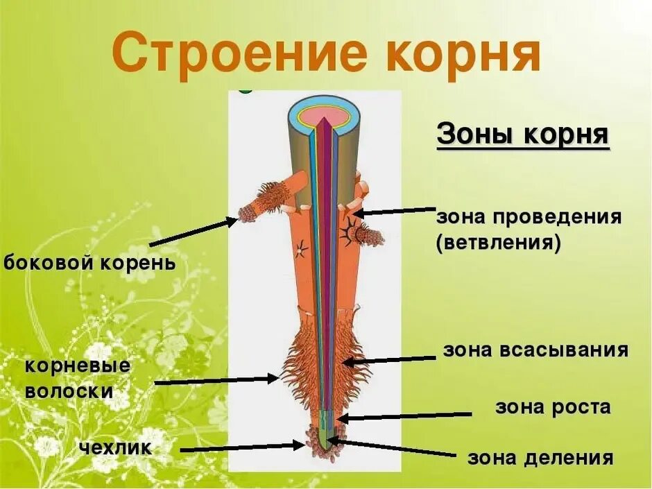 Строение зоны корня рисунок. Внутреннее строение корня зоны корня. Строение корня на продольном срезе. Корень строение и функции. Рис 104 строение корня.