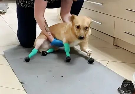 Закрепило собаку