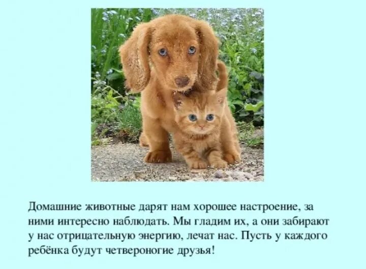 Мои друзья о животных