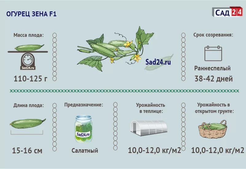 Ящик огурцов сколько кг. Зозуля огурец урожайность. Огурцы срок созревания. Формирование огурца Зозуля в теплице. Формировка огурца Зозуля в теплице.