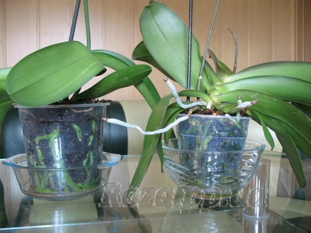 Как поливать орхидею весной. Полив орхидеи. Полив орхидеи погружением. Полив орхидей в домашних. Орхидея полив летом.