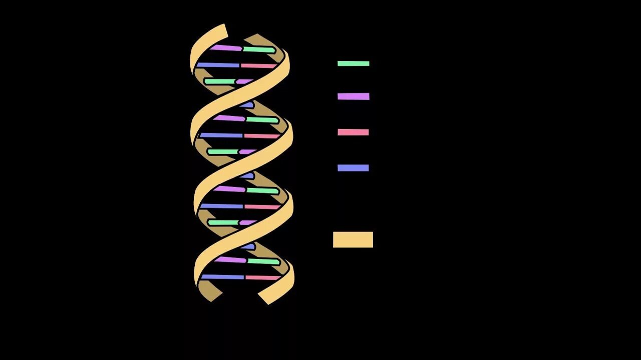 DNA Double Helix model. DNA structure. Строение ДНК. Цепь ДНК рисунок.
