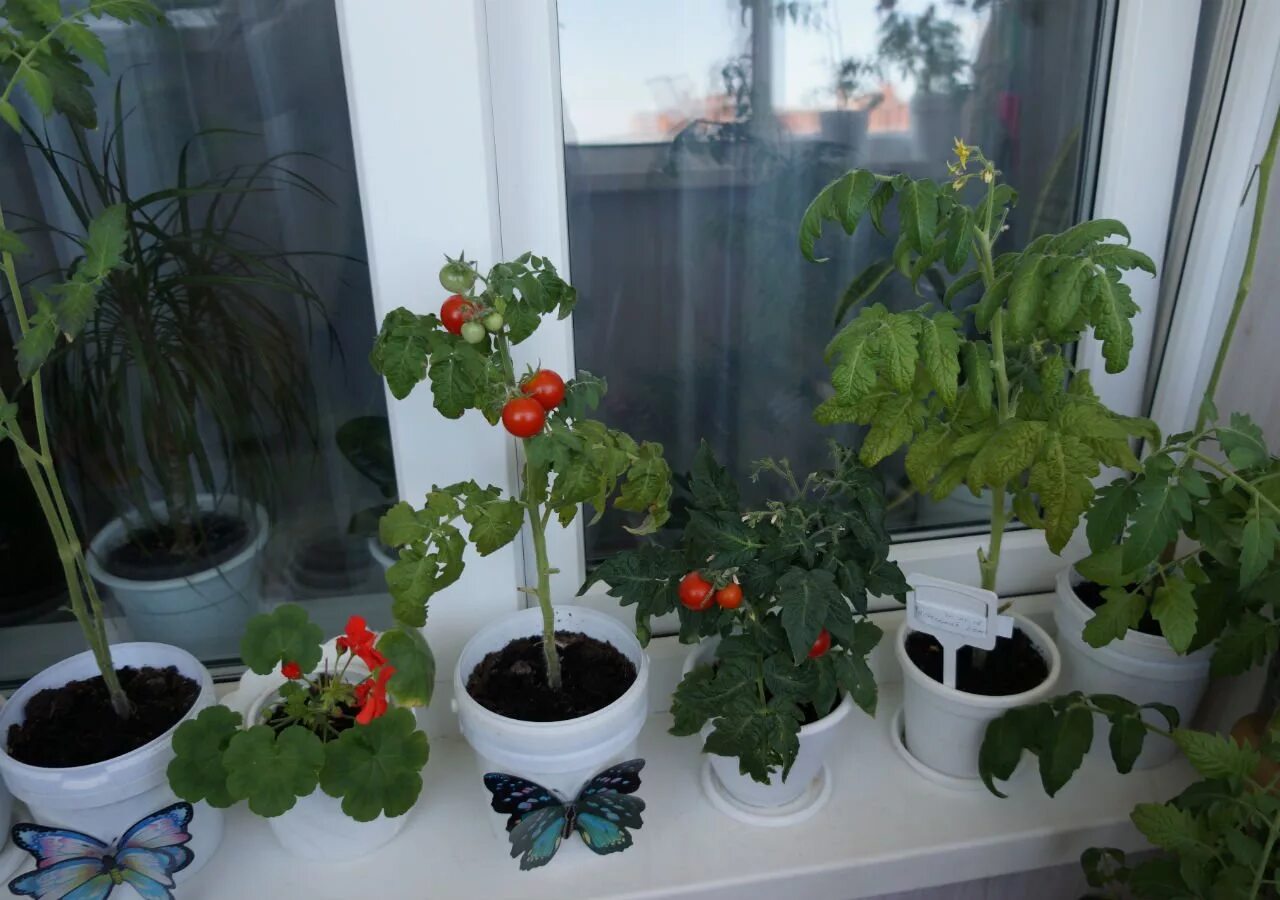 Огород на лоджии. Овощи на балконе. Огурцы и помидоры на балконе. Огород на балконе в квартире.