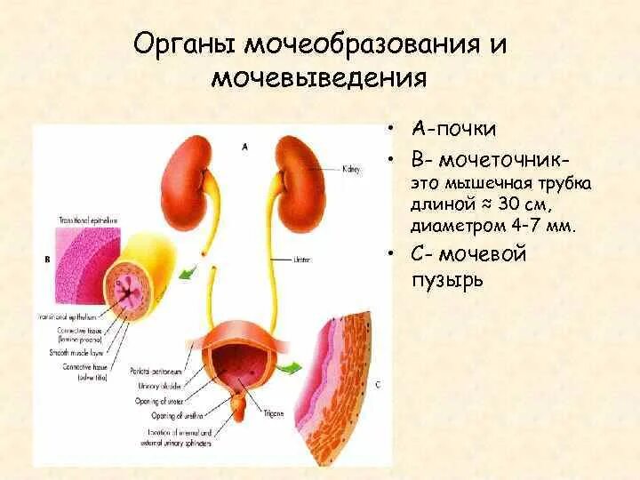 Как проходит мочеточник. Мочеточники строение и функции. Функции мочеточника анатомия. Мочевыделительная система мочеточники мочевой пузырь. Схема строения мочеточника.