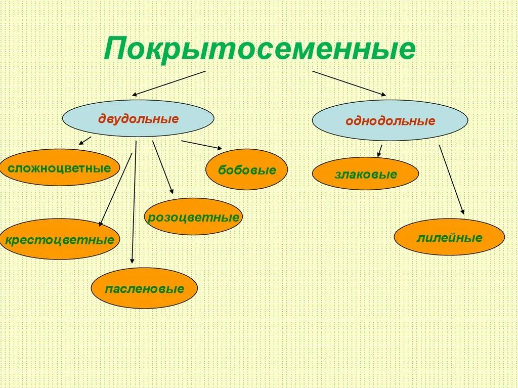 Деление покрытосеменных на классы. Двудольных цветковых однодольных цветковых. Покрытосеменные двудольные семейства. Отдел цветковый классы двудольные Однодольные. Систематика отдела Покрытосеменные классы Однодольные и двудольные.