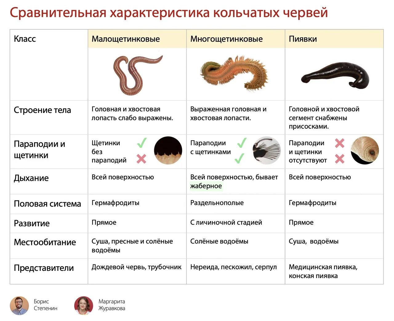 В отличии от круглых. Кольчатые черви ЕГЭ биология. Представители кольчатых паразитов. Черви ЕГЭ биология. Черви ЕГЭ биология шпаргалки.