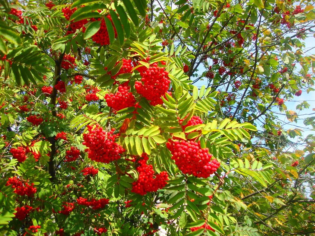 Рябина обыкновенная алая крупная. Рябина Sorbus алая крупная. Рябина "алая крупная" / Sorbus "alay crupnay. Рябина сорт алая крупная.