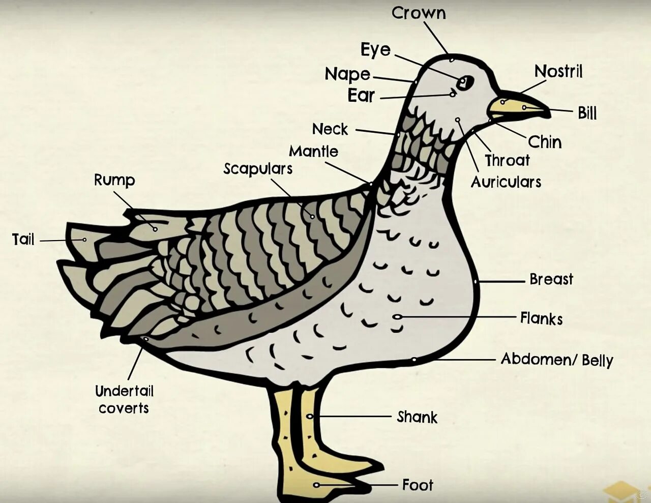 Части тела утки. Анатомия утки. Анатомия селезня. Животные части тела. Как по английски будет утка