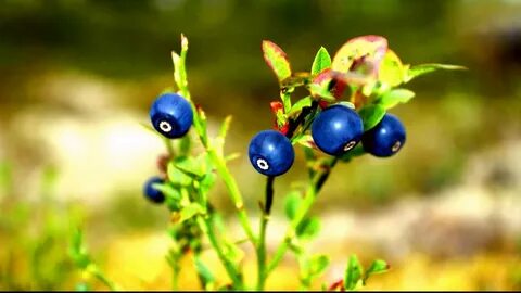 Forest berries