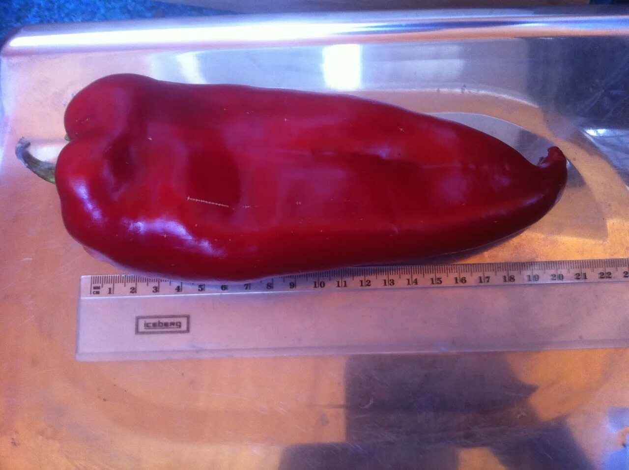 Сорт паланичко чудо. Сорт паланичко чудо. Сорт паланичко чудо. Перец джимми нарделло. Перец поляничко чудо.