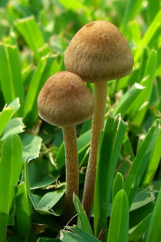 Панэолус (panaeolus). Панеолус колокольчатый гриб. Панеолус навозник колокольчатый. Panaeolus cinctulus. Panaeolus subbalteatus.