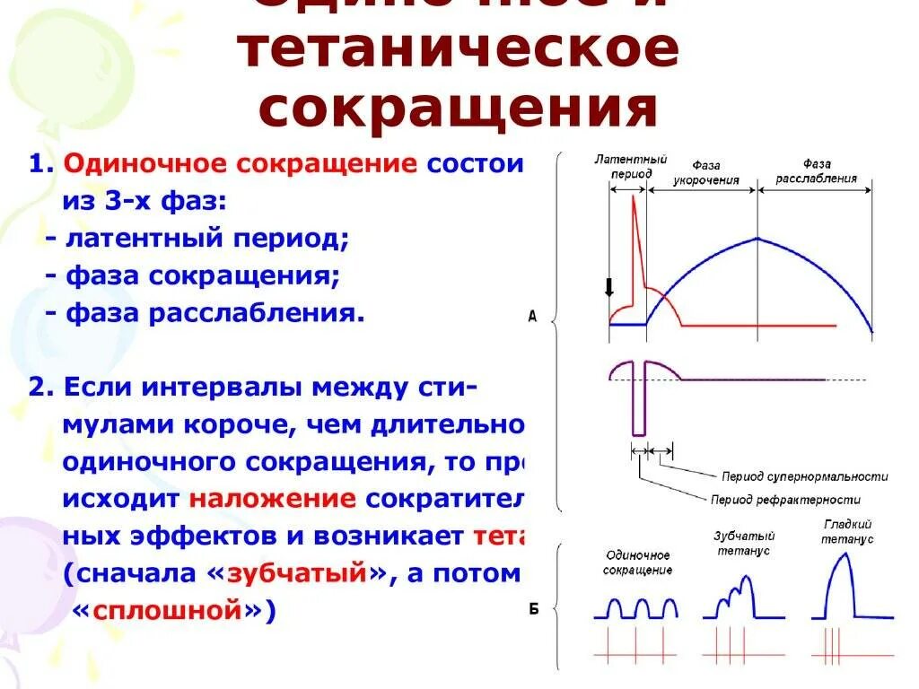 Переменный ток какой величины вызывает сокращение мышц. Механические фазы одиночного мышечного сокращения. одиночное мышечное сокращение и его характеристика. одиночное мышечное сокращение физиология. одиночное и тетаническое сокращение.