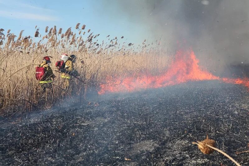 Тушение пожара отжигом. Встречный пал для тушения лесного пожара. Косвенное тушение пожара. Косвенное тушение лесных пожаров. Тушение пожара в лесу.