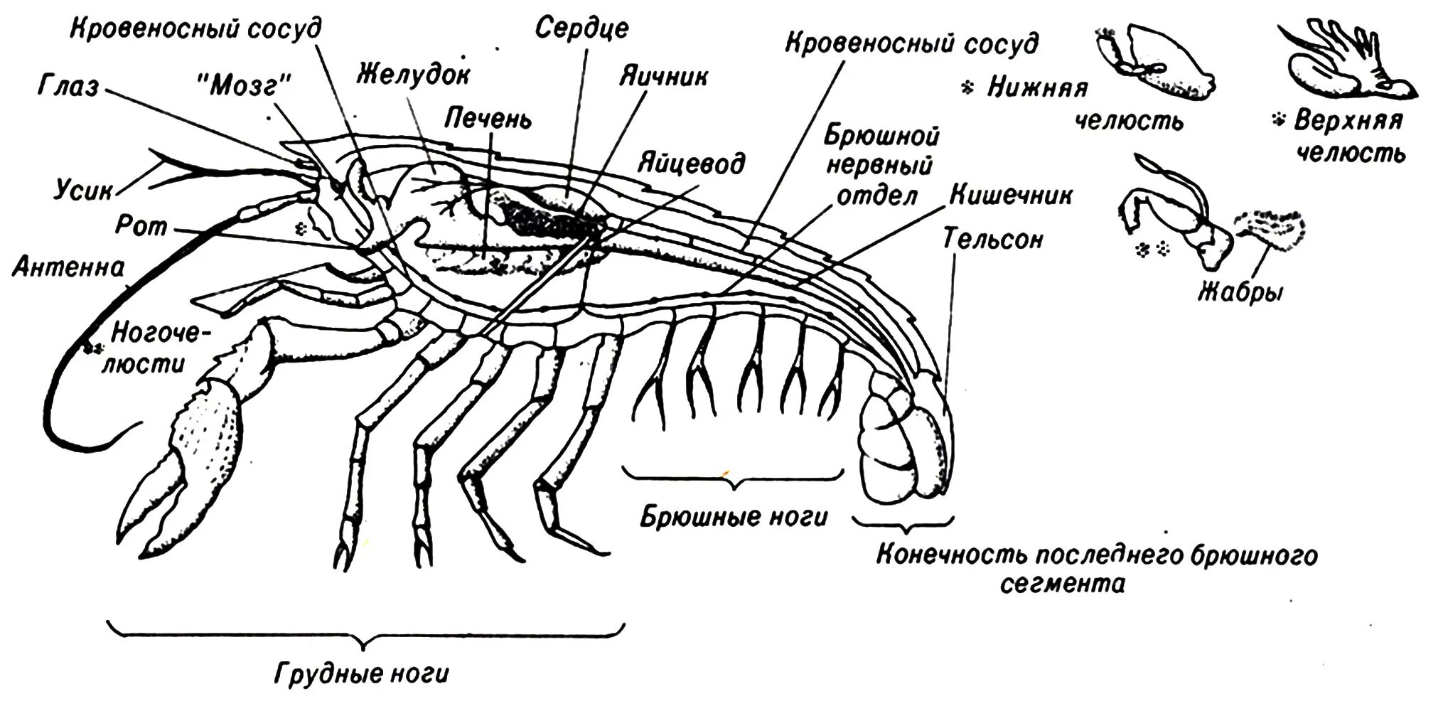 Сделайте подписи к рисунку строение. Внутреннее строение креветки схема. Внутреннее строение краба схема. Внутренне строение скорпиона. Строение креветки схема.