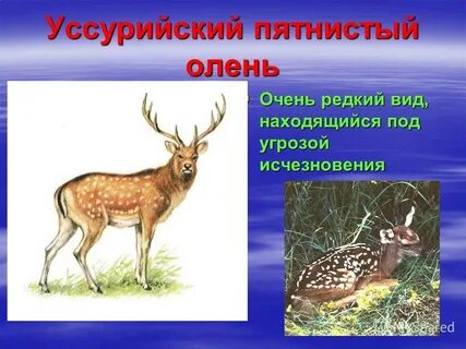 Олень в красной книге