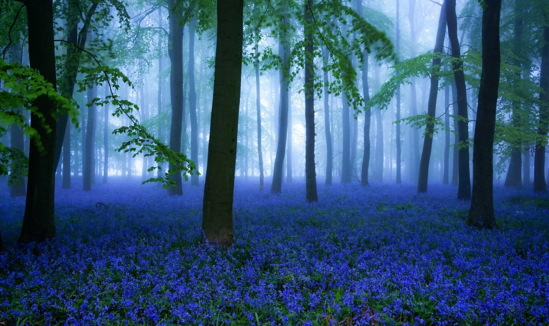 Лес синих деревьев. Bluebell forest бельгия. голубые цветы в лесу. синие цветы в лесу. лес в синих тонах.
