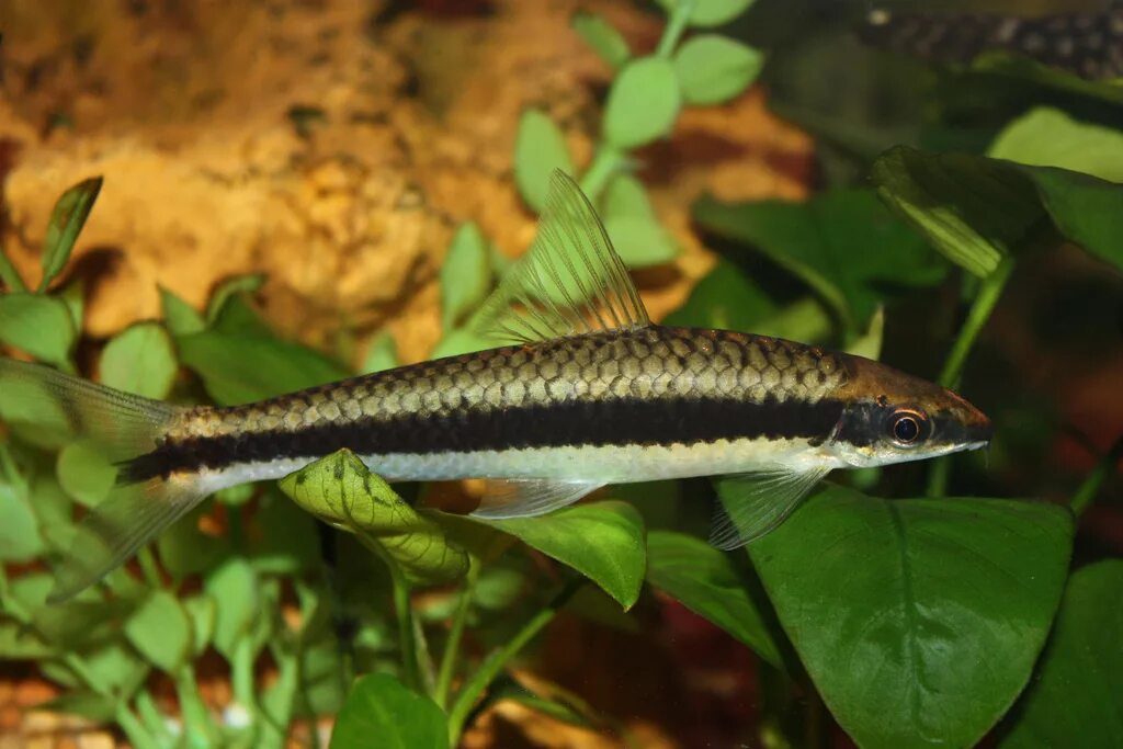 водорослеед рыбка. водорослеед кроссохейлус сиамский. водорослеед ретикулатус. водорослеед сиамский рыбка аквариумная. водорослеед кроссохейлус.