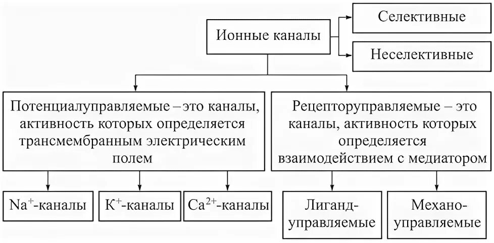 Каналы утечки физиология