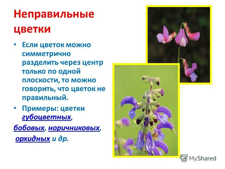 неправильные цветки у растений