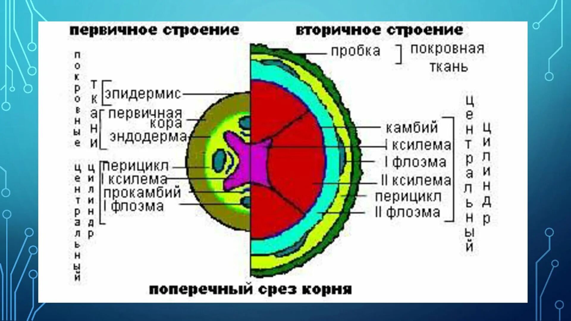 Первичное и вторичное строение корня. Первичное и вторичное строение корня отличия. вторичное строение корня схема. первичное и вторичное анатомическое строение корня.