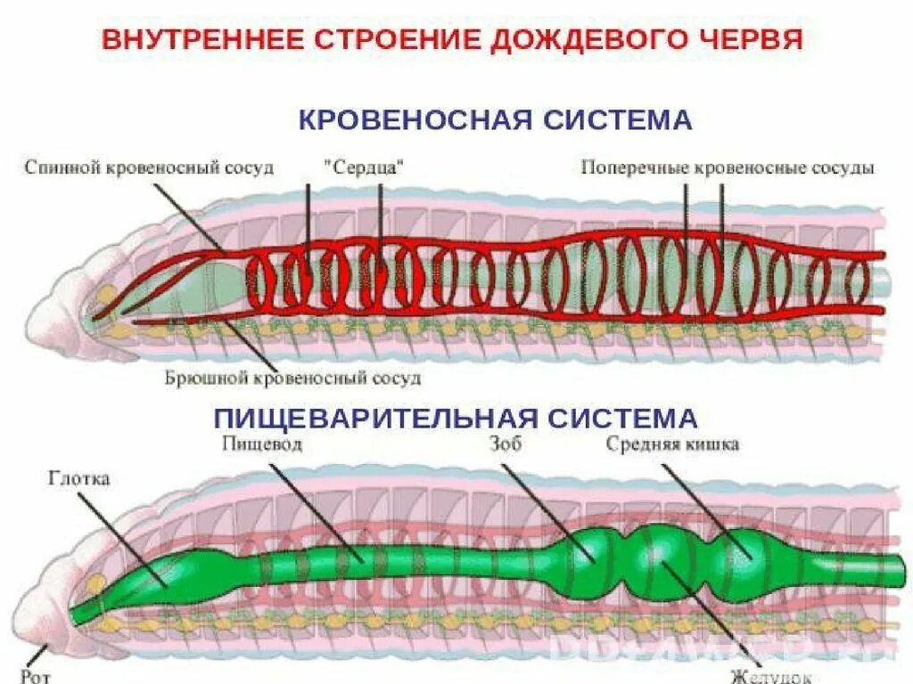Система дождевого червя представлена. Кровеносная и нервная система дождевого червя. система строения кольчатых червей. системы органов кольчатых червей. кровеносная система кольчатых червей 7 класс биология.