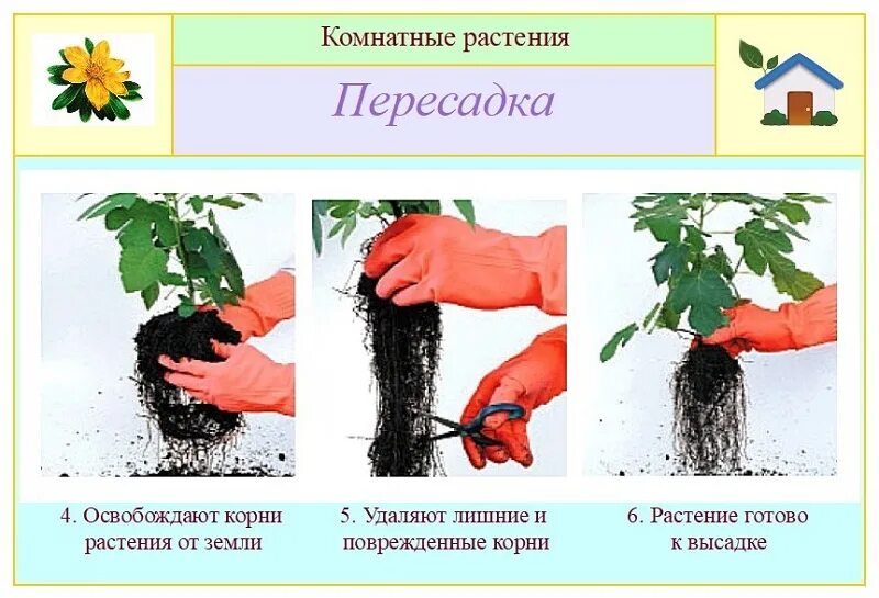 Почему пересадка. Пересадка растений. пересадка комнатных растений. перевалка комнатных растений. этапы пересадки комнатных растений.