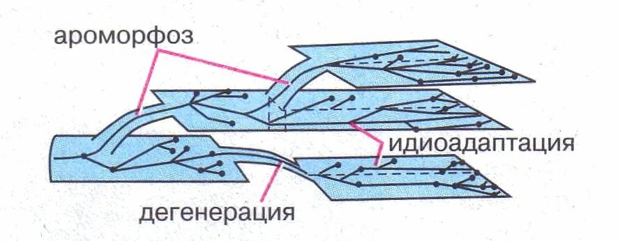 Направления эволюции ароморфоз дегенерация. Ароморфоз идиоадаптация дегенерация. Основные направления эволюции ароморфоз идиоадаптация дегенерация. Схема ароморфоза идиоадаптации и дегенерации. Биология ароморфоз идиоадаптация дегенерация.