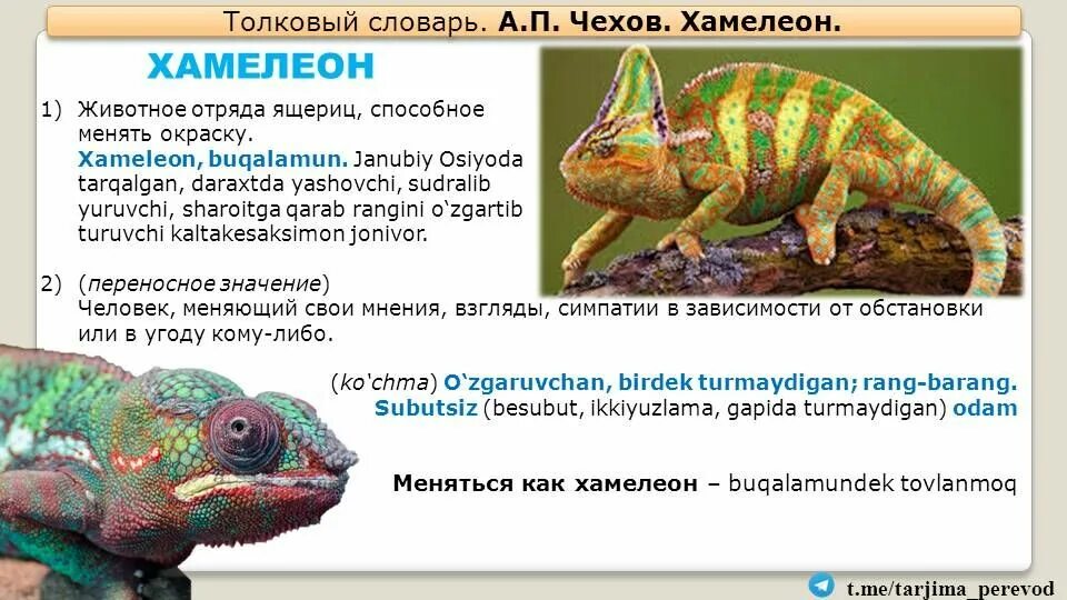 Хамелеон ответы на вопросы. Общая характеристика хамелеона. Краткая характеристика хамелеона. Текст про хамелеона. Слова хамелеоны.