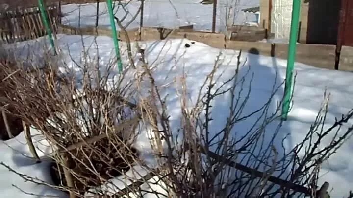 Полив кипятком смородины весной когда можно. Полив смородины кипятком. обработка смородины кипятком ранней весной. смородина ранней весной. обработка кустов смородины весной кипятком.
