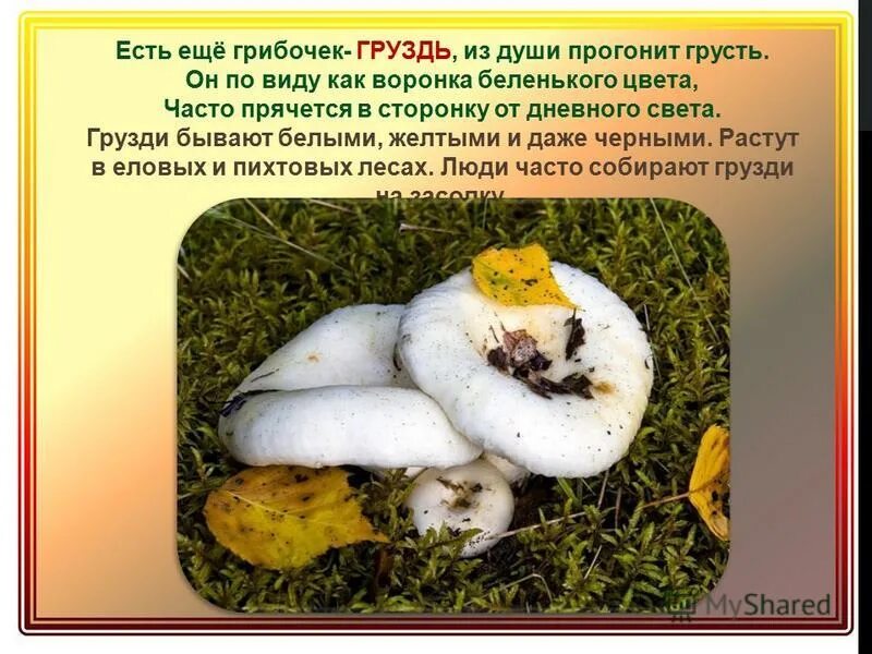 Лексическое значение груздь и грусть. Груздь настоящий тип питания. Лексическое значение груздь и грусть. Здесь чудный луг и я лежу. Доклад про грибы грузди.