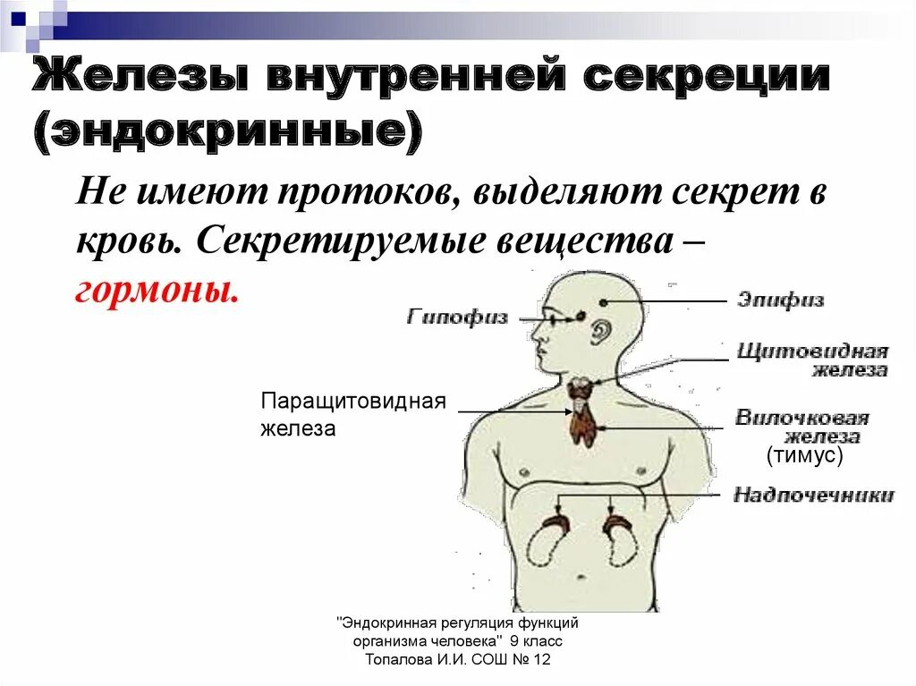 Железы тема. Эндокринная система железы внутренней и внешней секреции. железы внутренней секреции эндокринные железы. эндокринная система железы внутренней и смешанной секреции. эндокринная система железы внешней секреции.
