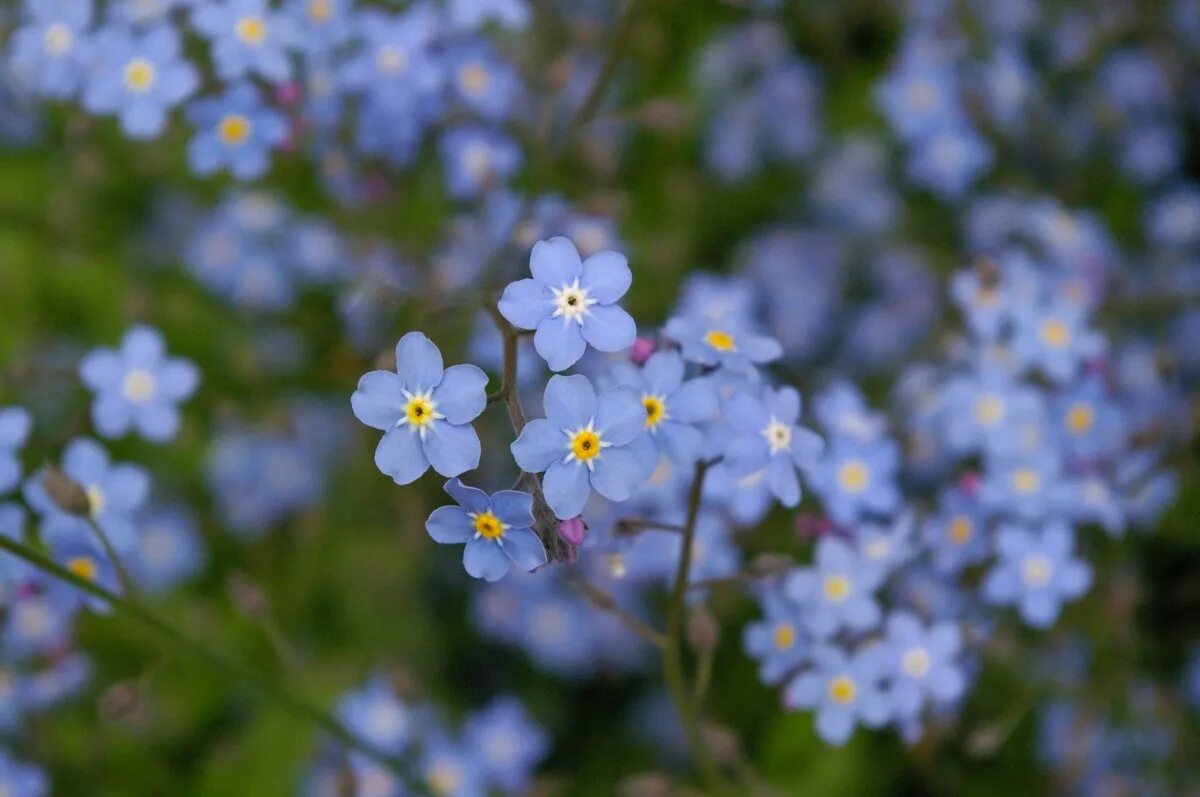 Незабудка альпийская (myosotis alpestris). Голубые цветы обозначения. Какие вещества вернут незабудке голубой цвет. Незабудка альпийская синяя корзинка. Цветы незабудки.