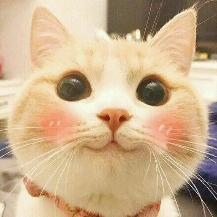 На случай важных переговоров Baby cats, Pretty cats, Cute cats